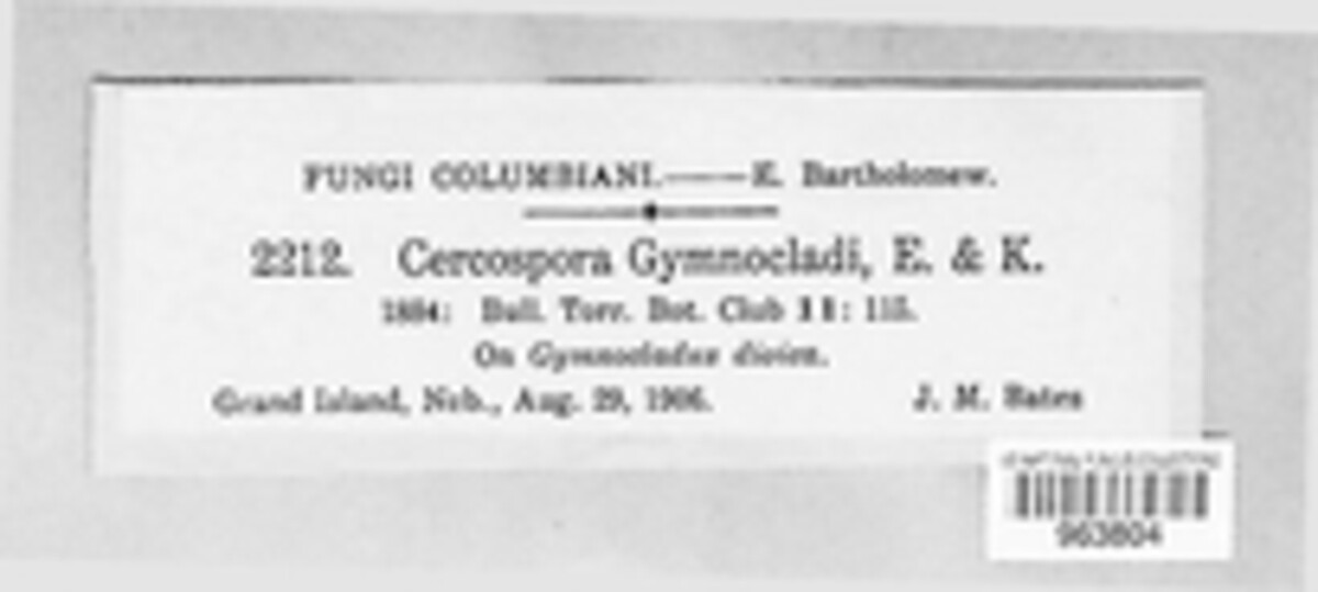 Passalora gymnocladi image